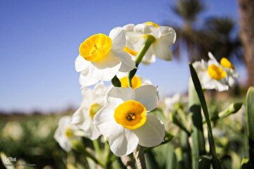 İranın cənubunda nərgiz çiçəklərinin yığılması