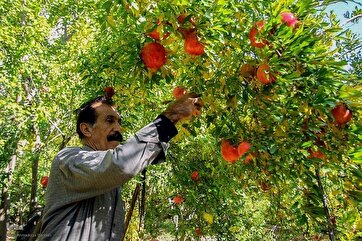 Şirazın "Qəsrdəşt" məntəqəsində nar toplanması