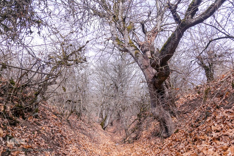 جنگل الیمستان