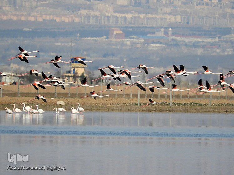 ورود فلامینگو ها به استان البرز