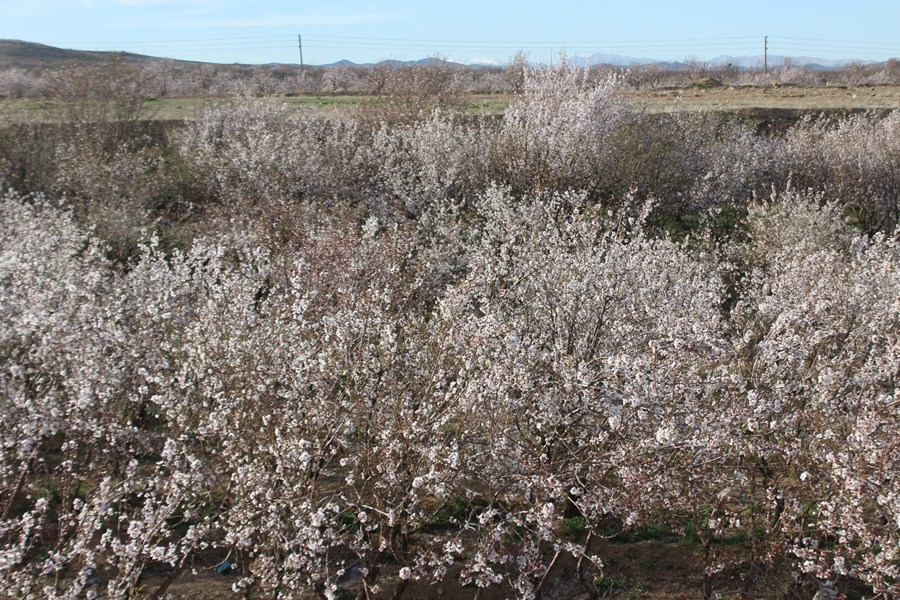 شکوفه&zwnj;های بهاری - سامان