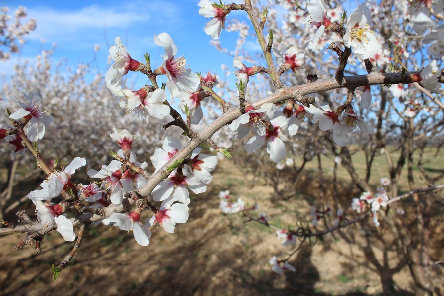 شکوفه&zwnj;های بهاری - سامان