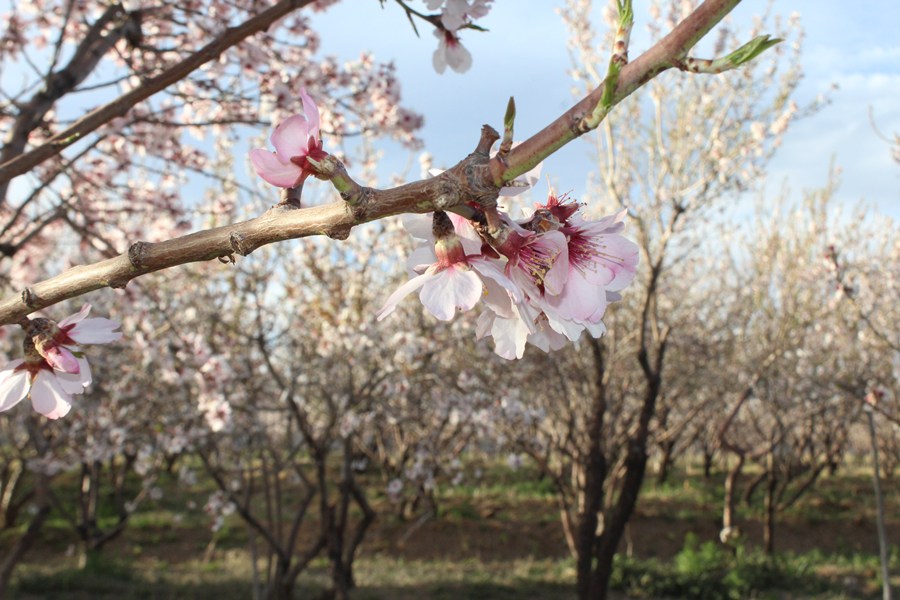 شکوفه&zwnj;های بهاری - سامان