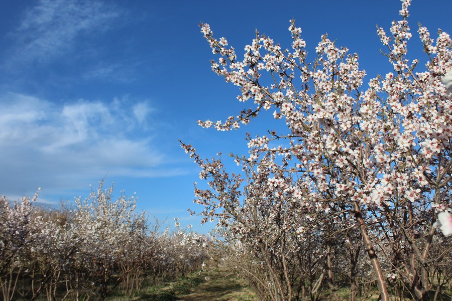 شکوفه&zwnj;های بهاری - سامان
