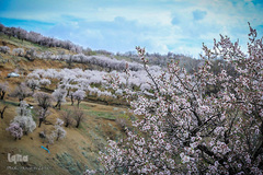 رستاخیز طبیعت در شهرستان سامان ‎
