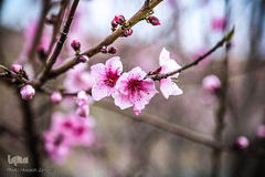 رستاخیز طبیعت در شهرستان سامان ‎
