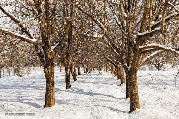طبیعت برفی استان چهارمحال و بختیاری