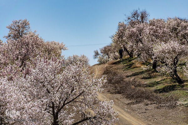 سامان شهر شکوفه‎های بهاری