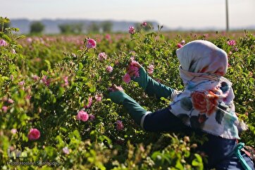 Temporada de colheita de rosas das fazendas em Qom