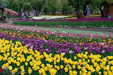 Asara Tulip Festival na província de Alborz, no Irã