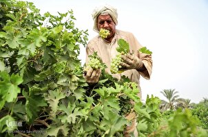 İran'da üzüm hasadı